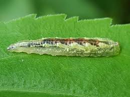 Attēlu rezultāti vaicājumam “Syrphus sp. larva”