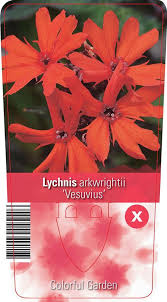 Attēlu rezultāti vaicājumam “Silene x arkwrightii Vesuvius flower”