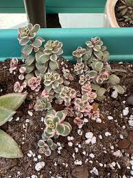 Attēlu rezultāti vaicājumam “Sedum pallidum bud”