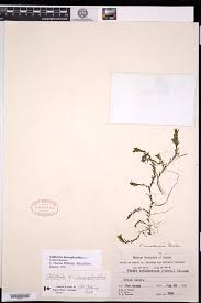 Attēlu rezultāti vaicājumam “Callitriche hermaphroditica”