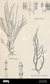 Attēlu rezultāti vaicājumam “Batrachospermum moniliforme”