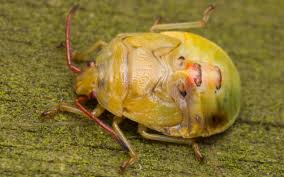 Attēlu rezultāti vaicājumam “Elasmostethus interstinctus nymph”