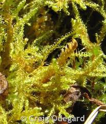 Attēlu rezultāti vaicājumam “Drepanocladus aduncus”