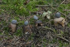Attēlu rezultāti vaicājumam “Geastrum quadrifidum”