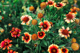 Image result for Gaillardia pulchella