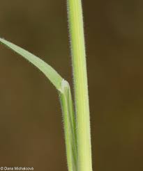 Attēlu rezultāti vaicājumam “Holcus lanatus  fruit”
