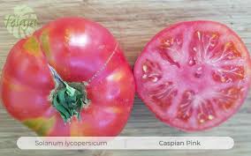 Afbeeldingsresultaat voor caspian pink tomato