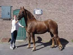 Image result for chestnut friesian