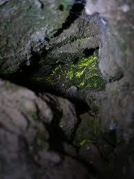 Attēlu rezultāti vaicājumam “Schistostega pennata”