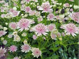 Attēlu rezultāti vaicājumam “Astrantia major fruit”