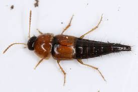 Attēlu rezultāti vaicājumam “Tachyporus sp.”