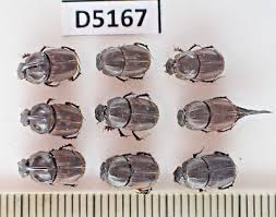 Attēlu rezultāti vaicājumam “Scarabaeidae”
