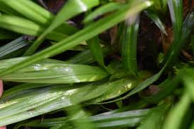 Attēlu rezultāti vaicājumam “Carex sylvatica fruit”