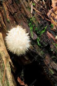 Attēlu rezultāti vaicājumam “Postia ptychogaster”