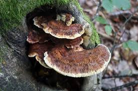 Attēlu rezultāti vaicājumam “Inonotus leporinus”