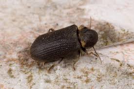 Attēlu rezultāti vaicājumam “Anobium pertinax”