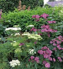 Attēlu rezultāti vaicājumam “Cenolophium denudatum”