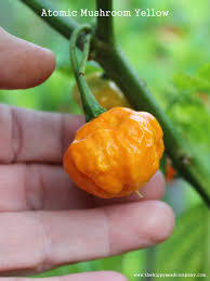 Afbeeldingsresultaat voor yellow mushroom hot pepper