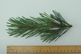 Attēlu rezultāti vaicājumam “Pinus sylvestris leaf”