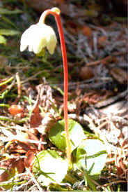 Attēlu rezultāti vaicājumam “Moneses uniflora fruit”