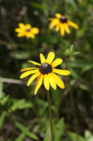 Attēlu rezultāti vaicājumam “Rudbeckia hirta var. hirta flower”