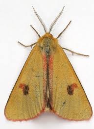 Attēlu rezultāti vaicājumam “Diacrisia sannio”