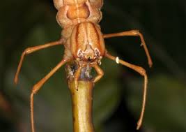 Attēlu rezultāti vaicājumam “Stauropus fagi”