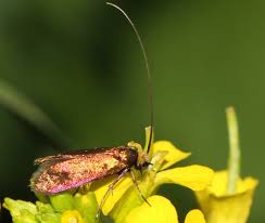 Attēlu rezultāti vaicājumam “Cauchas rufimitrella”