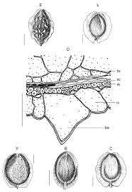 Attēlu rezultāti vaicājumam “Corispermum hyssopifolium”