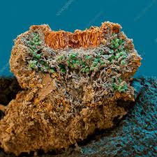 Attēlu rezultāti vaicājumam “Caloplaca saxicola”