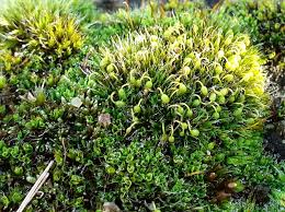 Attēlu rezultāti vaicājumam “Grimmia muehlenbeckii”