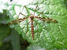 Attēlu rezultāti vaicājumam “Epiphragma ocellare”