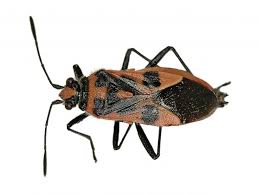 Attēlu rezultāti vaicājumam “Corizus hyoscyami”