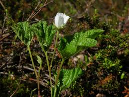 Attēlu rezultāti vaicājumam “Rubus chamaemorus”