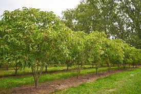 Attēlu rezultāti vaicājumam “Aesculus x neglecta”