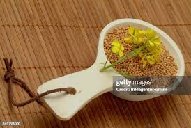 Attēlu rezultāti vaicājumam “Sinapis alba fruit”