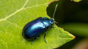 Attēlu rezultāti vaicājumam “Chrysomelidae”