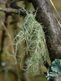 Attēlu rezultāti vaicājumam “Usnea hirta”