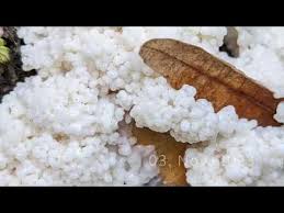 Attēlu rezultāti vaicājumam “Brefeldia maxima young”