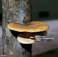 Attēlu rezultāti vaicājumam “Polyporus squamosus”