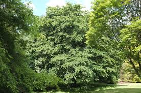 Attēlu rezultāti vaicājumam “Carpinus caroliniana”