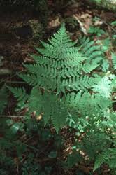 Attēlu rezultāti vaicājumam “Dryopteris expansa”