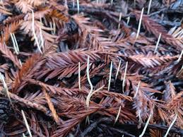 Attēlu rezultāti vaicājumam “Macrotyphula juncea”