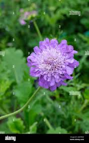 Image result for Scabiosa col.`Butterfly Blue`