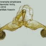 Attēlu rezultāti vaicājumam “Dichrorampha simpliciana”