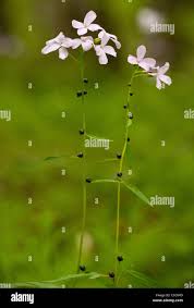 Attēlu rezultāti vaicājumam “Cardamine bulbifera”