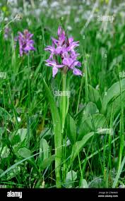 Attēlu rezultāti vaicājumam “Dactylorhiza traunsteineri”