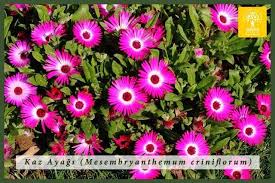 Image result for Mesembryanthemum criniflorum
