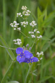 Attēlu rezultāti vaicājumam “Galium boreale fruit”