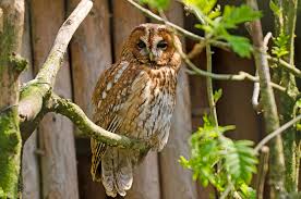 Image result for Strix aluco